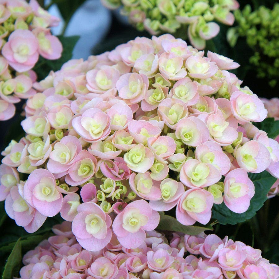 Hydrangea 'Love'