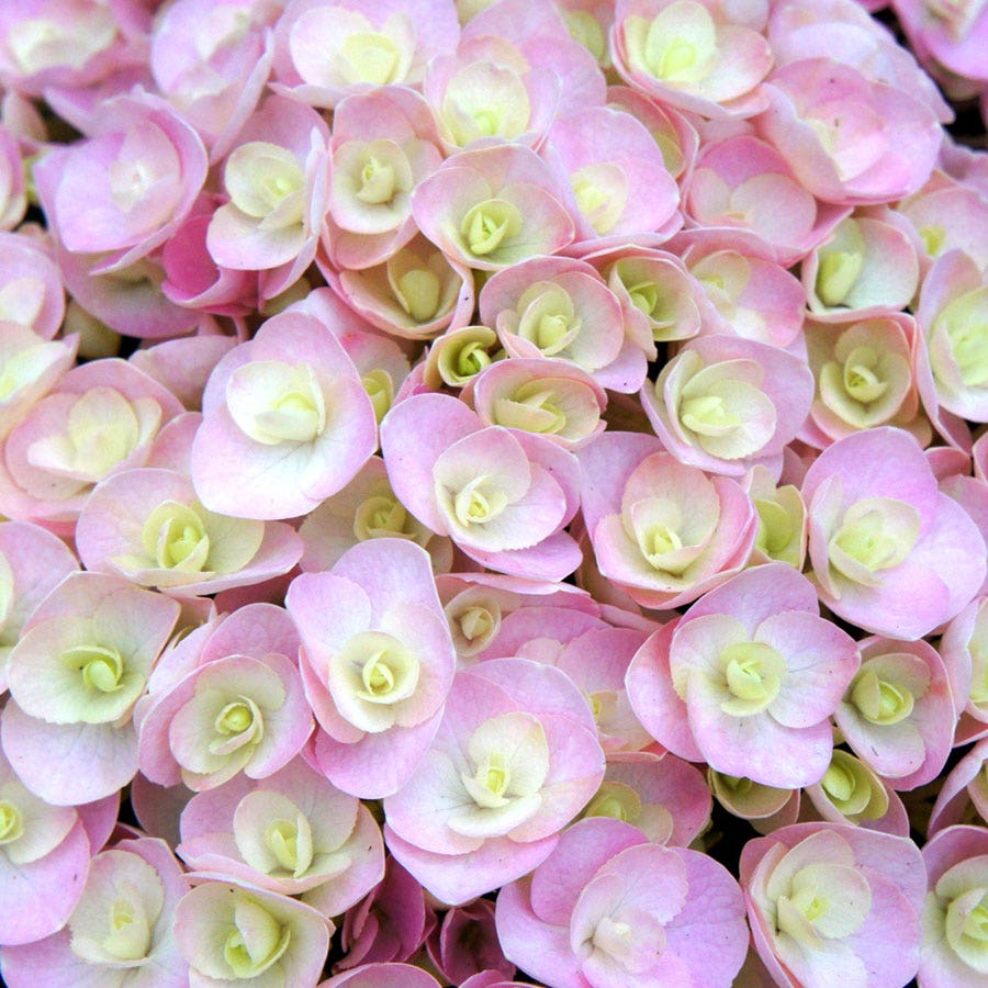 Hydrangea 'Love'