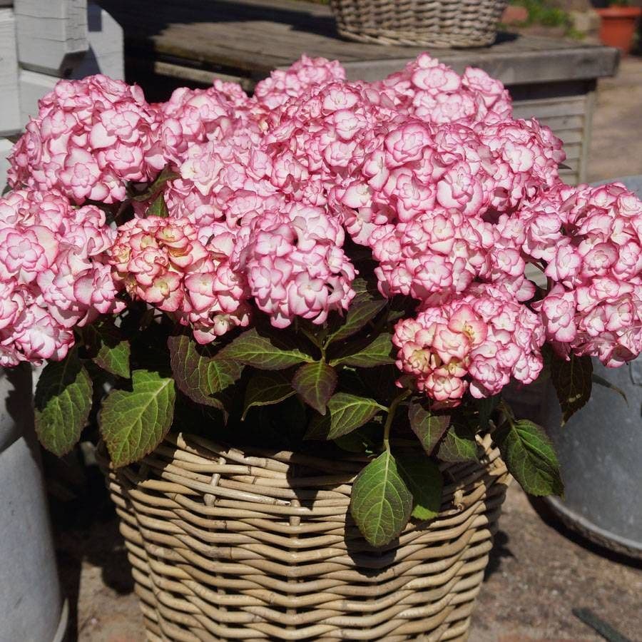 Hydrangea 'Miss Saori'