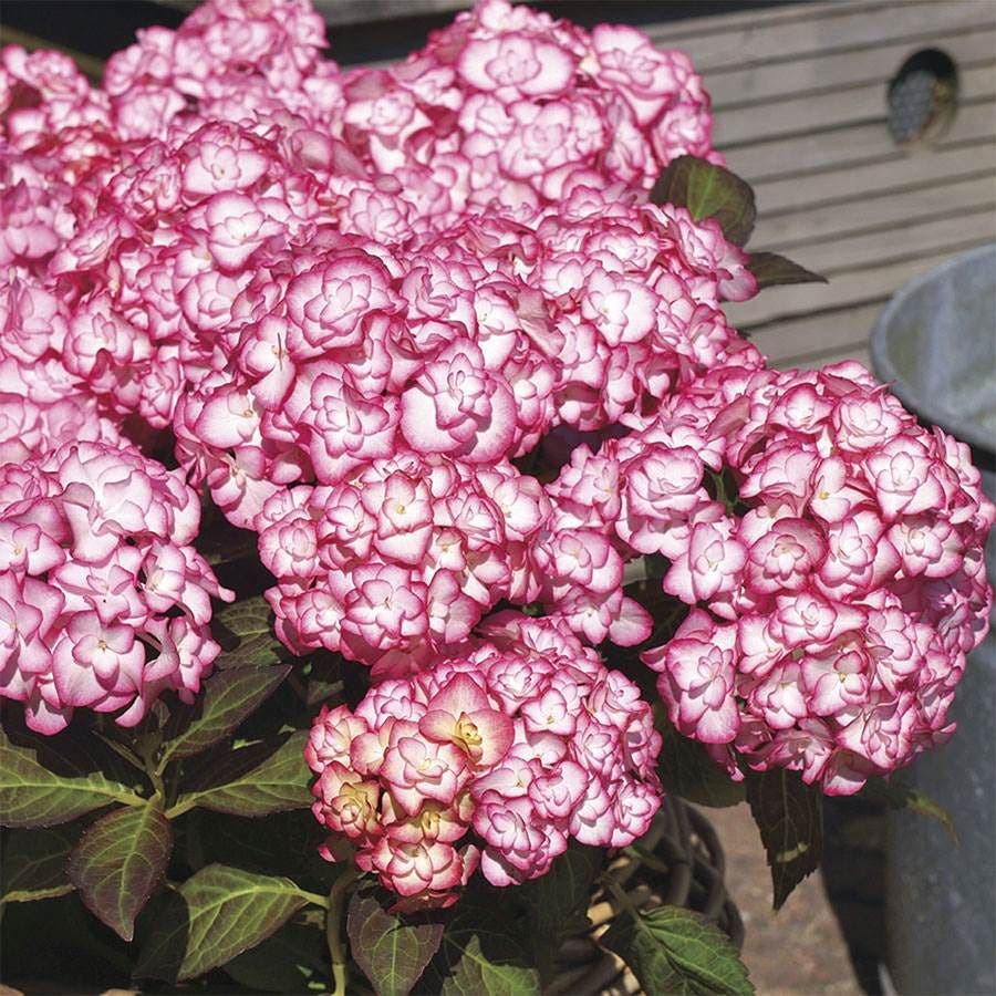 Hydrangea 'Miss Saori'