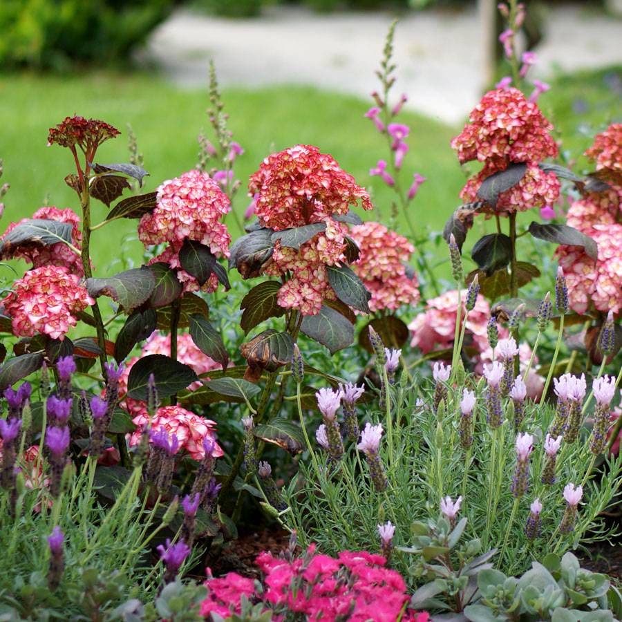 Hydrangea 'Miss Saori'