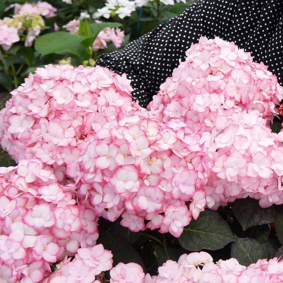 Hydrangea 'Miss Saori'