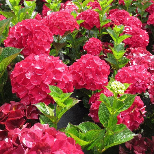 Hydrangea Magical® Ruby Red