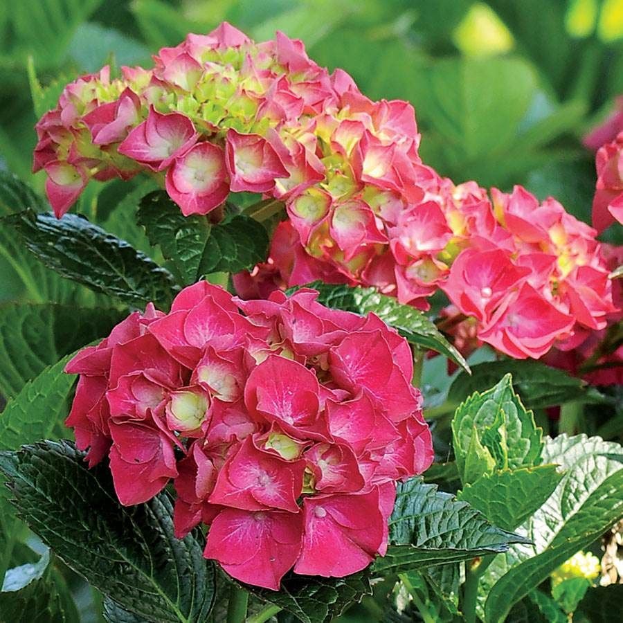 Hydrangea Magical® Ruby Red