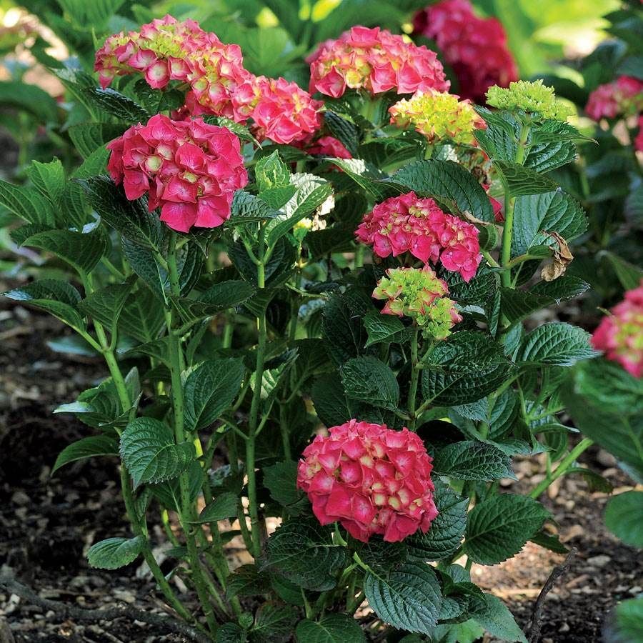 Hydrangea Magical® Ruby Red