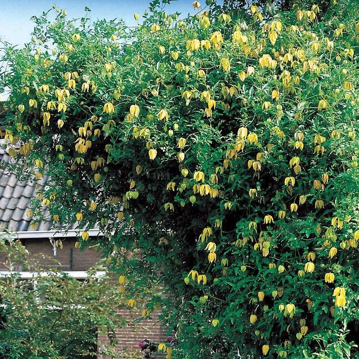 Clematis tangutica