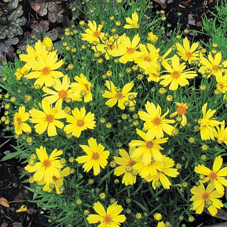Coreopsis 'Citrine'