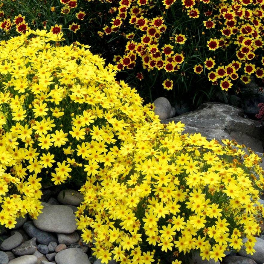 Coreopsis 'Citrine'