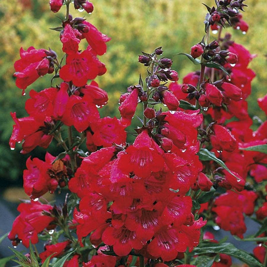 Cha Cha™ 'Cherry' Penstemon