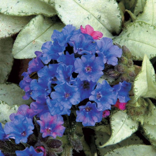 Pulmonaria 'Diana Clare'