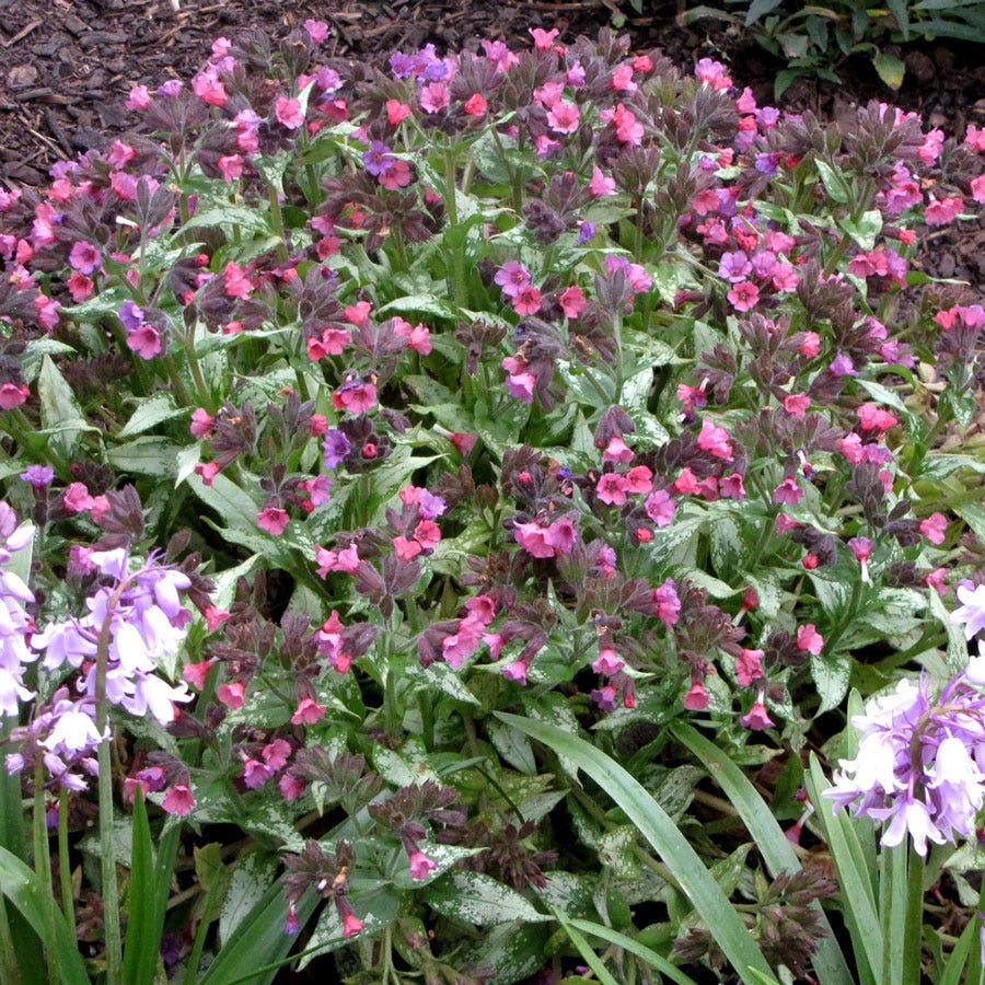Silver Bouquet Lungwort