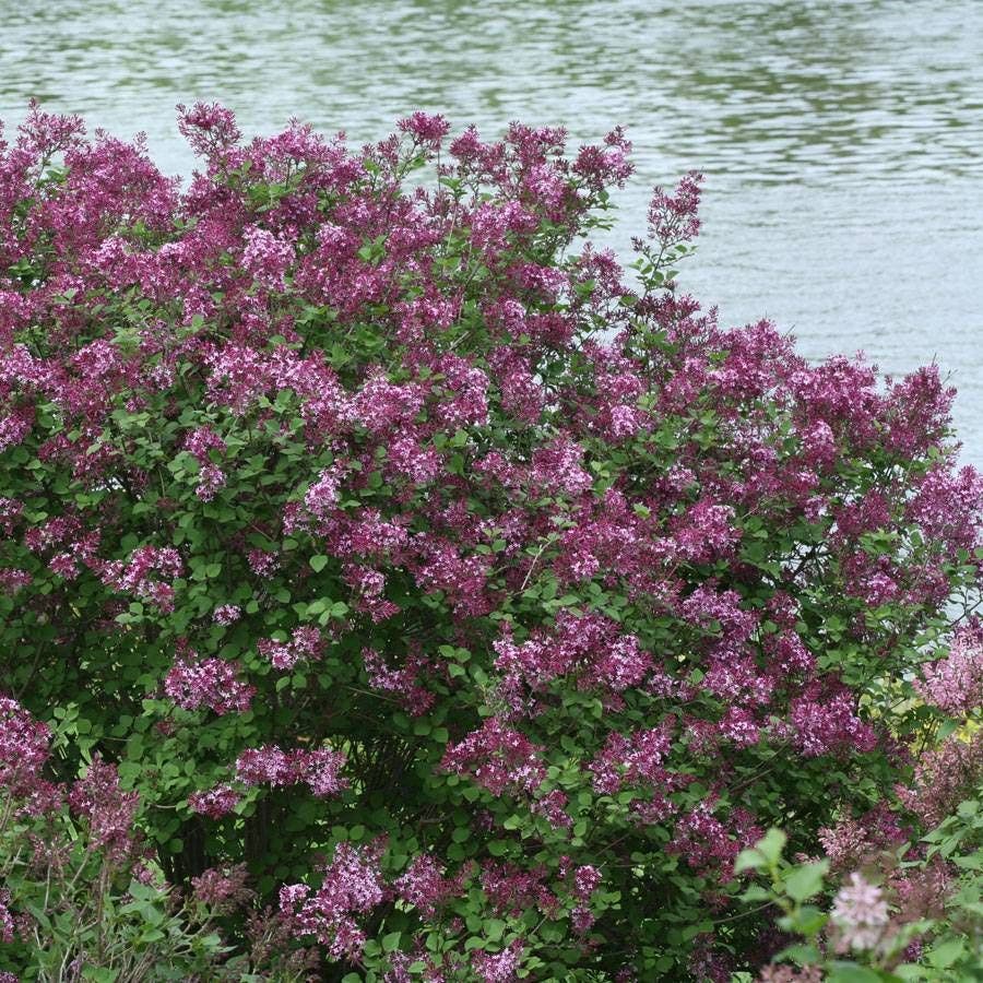 Bloomerang® Dark Purple Syringa
