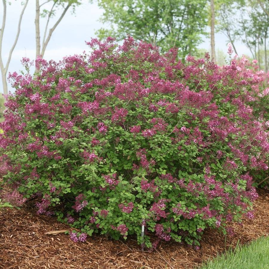 Bloomerang® Dark Purple Syringa