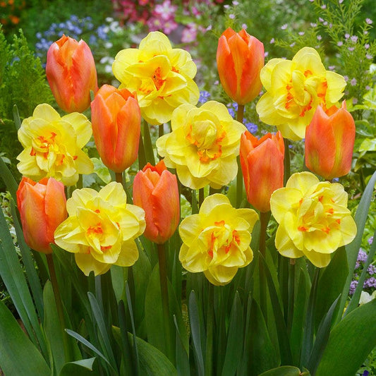 'Island King' Blend Tulip and Daffodil Bulbs