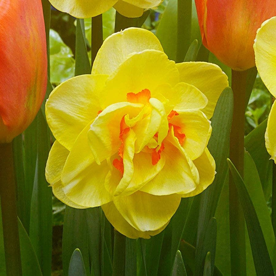 'Island King' Blend Tulip and Daffodil Bulbs