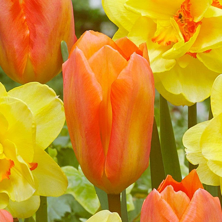 'Island King' Blend Tulip and Daffodil Bulbs