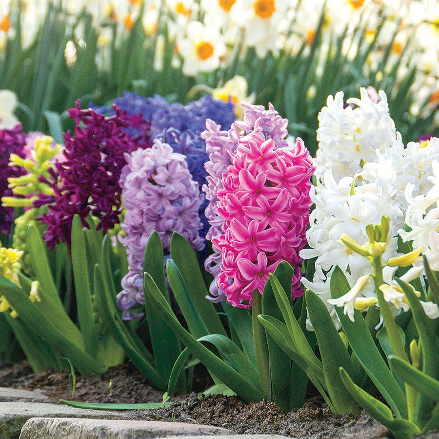 hyacinth flower seeds Border Mix Hyacinth Bulbs