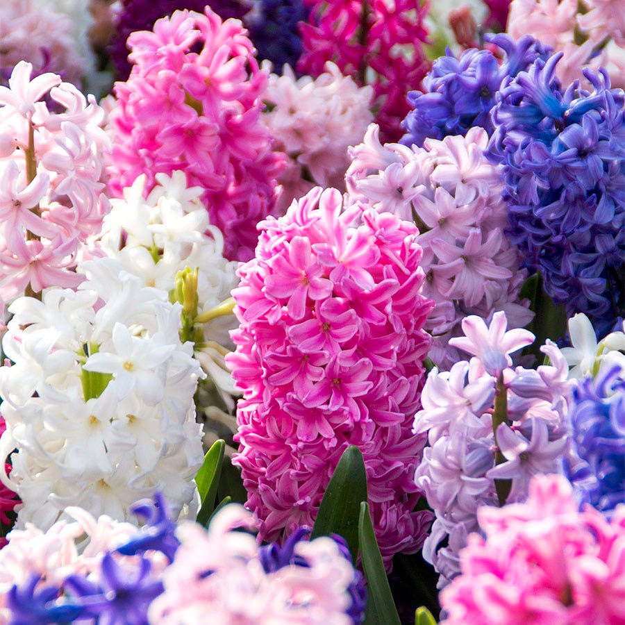 Border Mix Hyacinth Bulbs