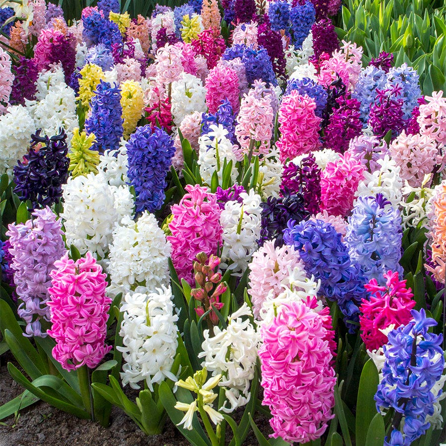 Border Mix Hyacinth Bulbs