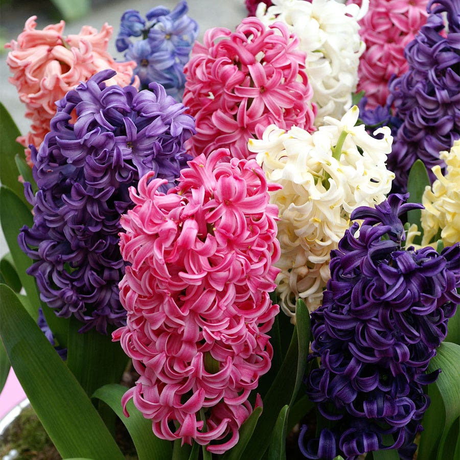 Border Mix Hyacinth Bulbs