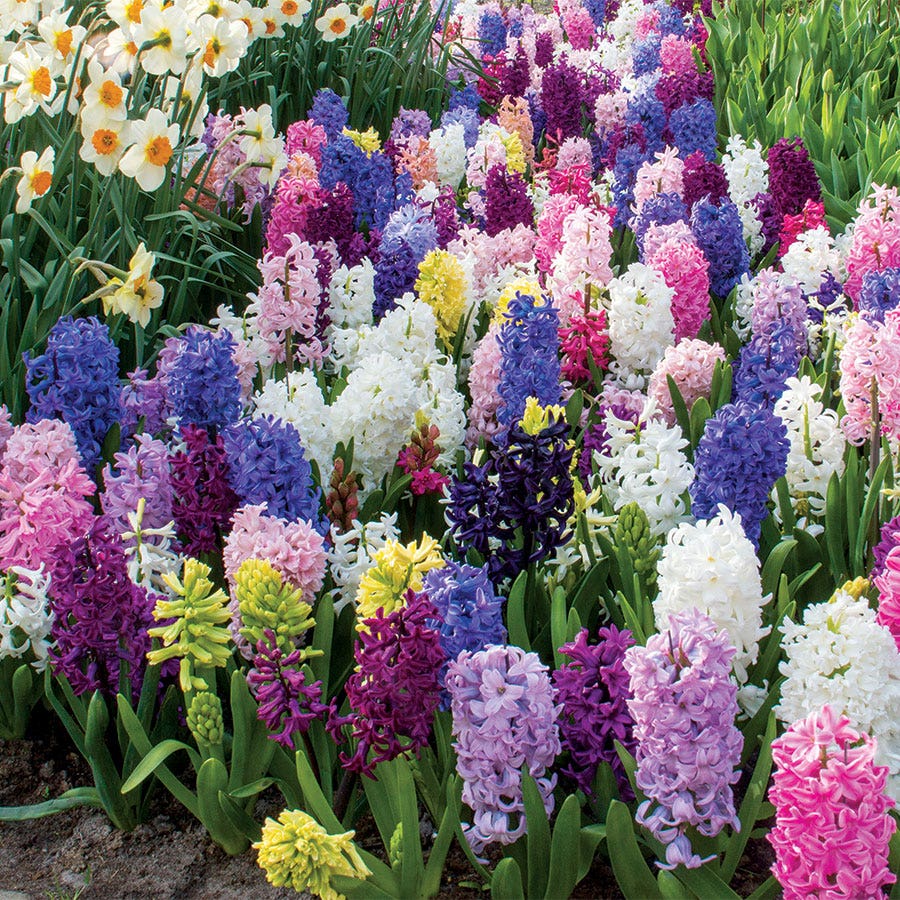Border Mix Hyacinth Bulbs