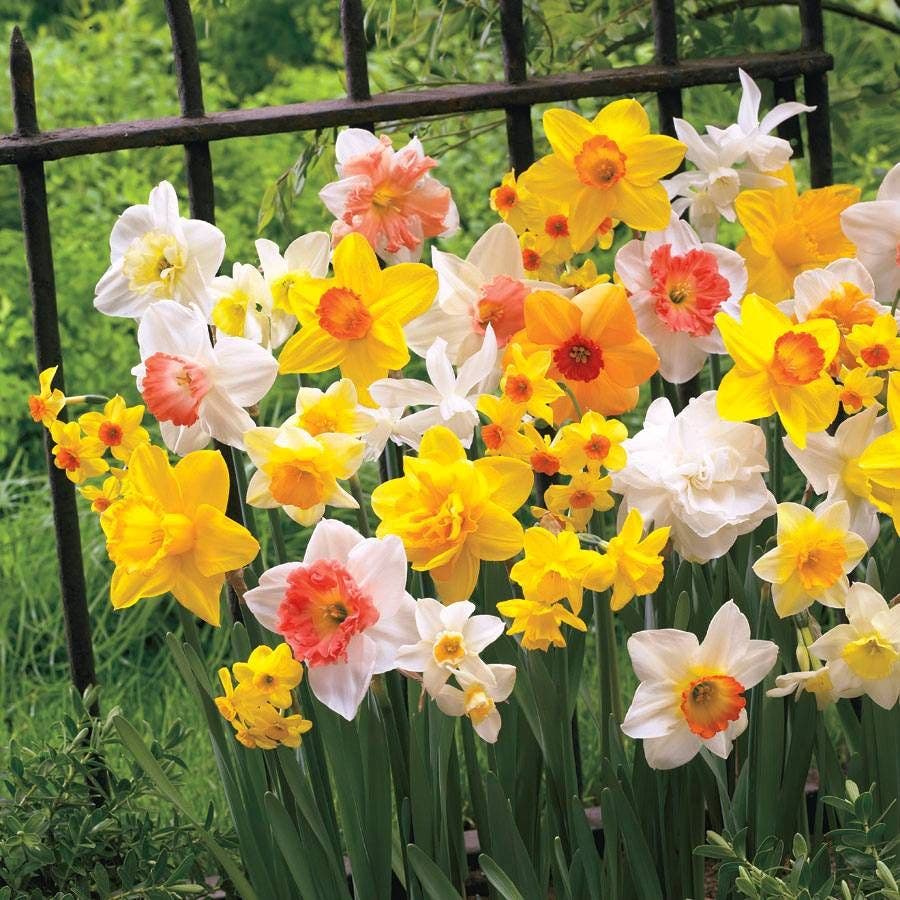 All Spring Mix Daffodil Bulbs