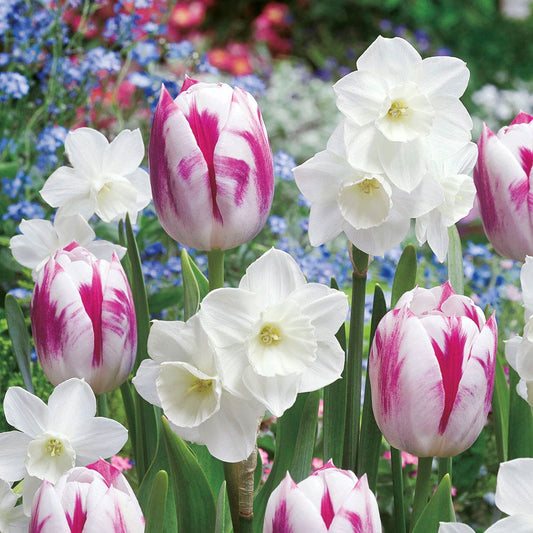 Tulip Daffodil Butterfly Kisses Blend Bulbs