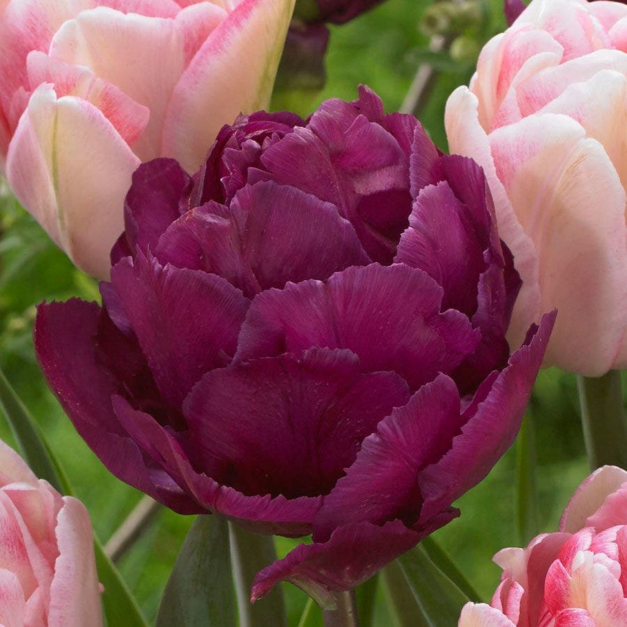 Ballroom Blossoms Mix Tulip Bulbs