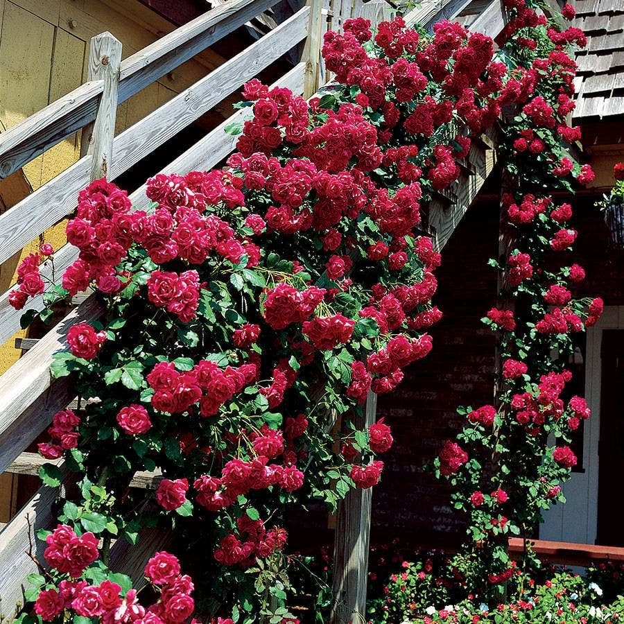 Blaze Improved Climbing Rose
