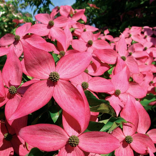 Scarlet Fire® Dogwood