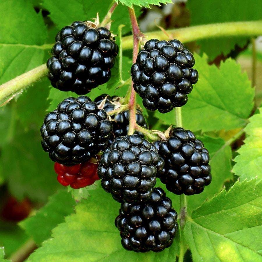 blackberry plant from seed 'Sweetie Pie' Blackberry