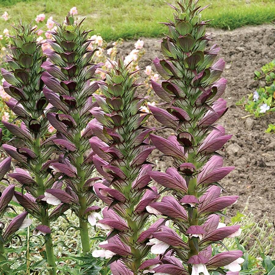 Acanthus spinosus Bear's Breech