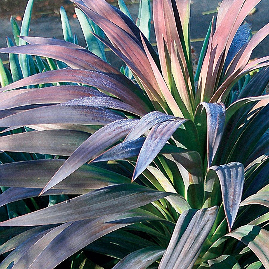 Yucca 'Blue Boy'