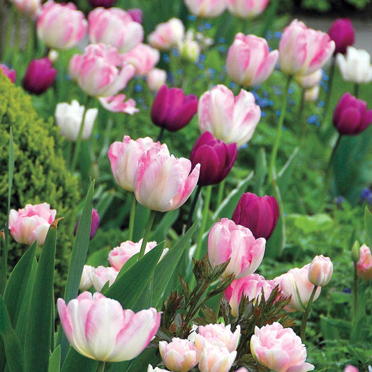 Kiss n' Tell Mix Tulip Bulbs