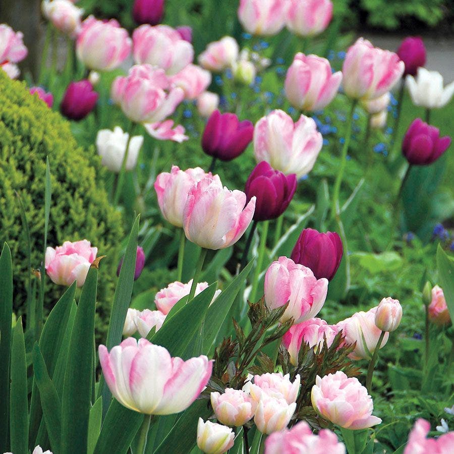 Kiss n' Tell Mix Tulip Bulbs