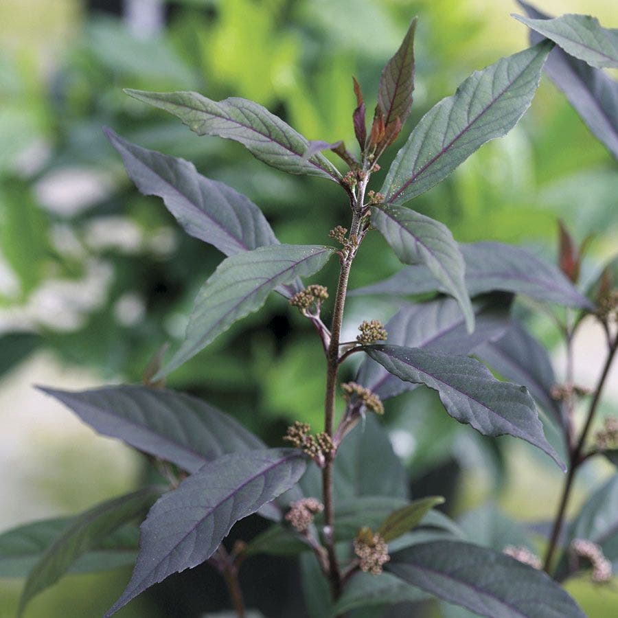 Callicarpa Pearl Glam®