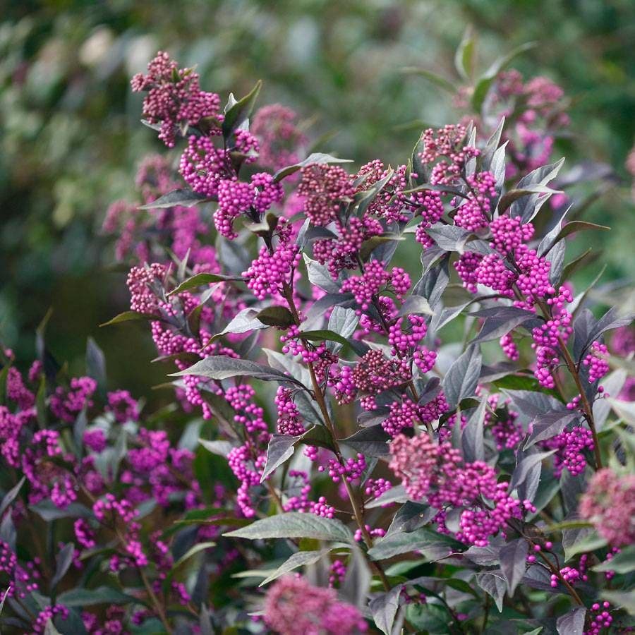Callicarpa Pearl Glam®