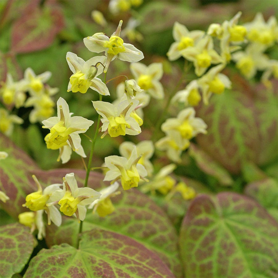 Yellow Fairy Wings