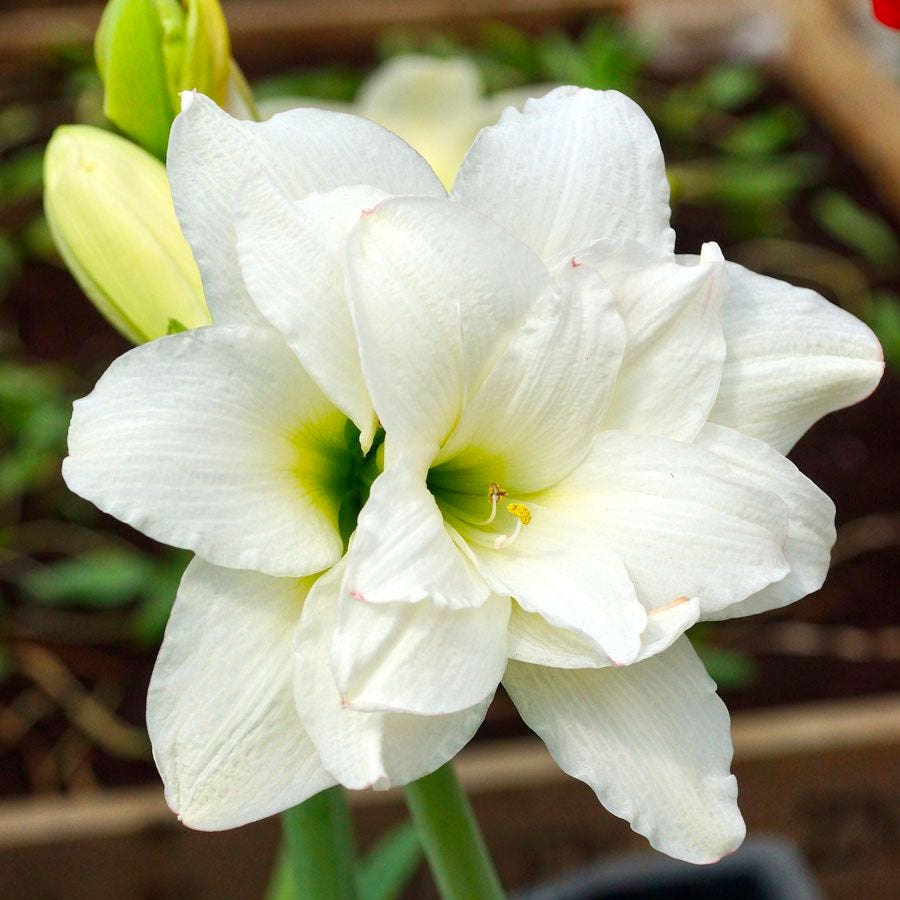 Sonatini Alasca Amaryllis
