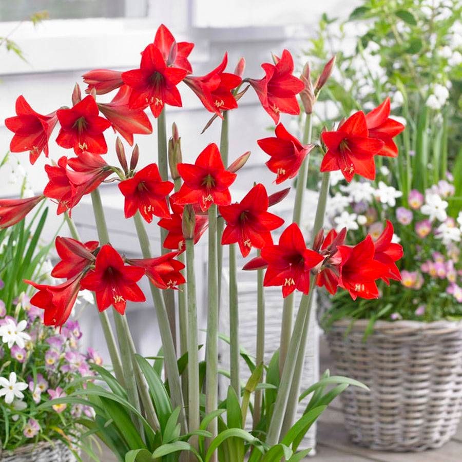 Sonatini® Red Rascal Amaryllis