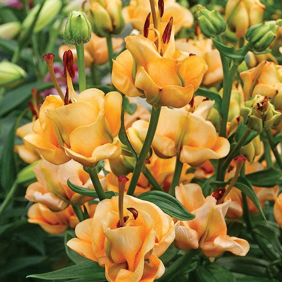 lilium 'apricot fudge' asiatic lily bulb Lilium 'Apricot Fudge' Asiatic Lily Bulb