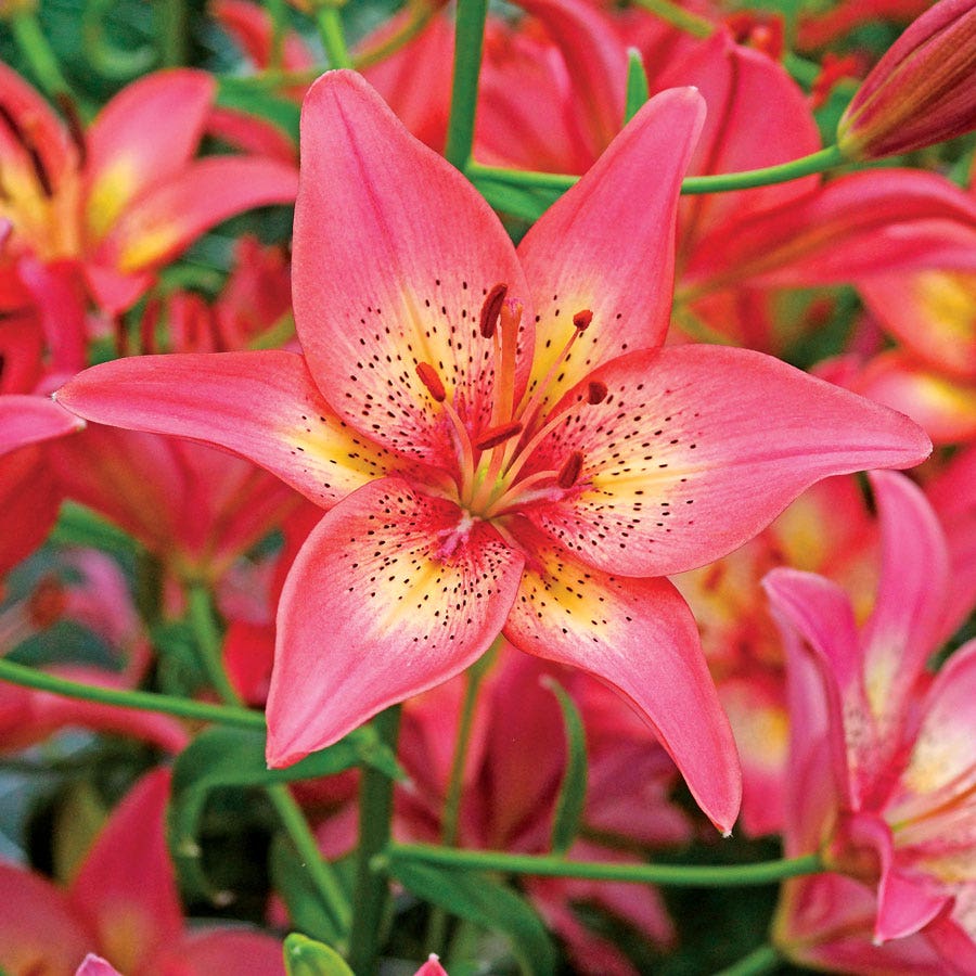 tresor asiatic lily Lilium Asiatic 'Trogon' Lily Bulbs – Park Seed