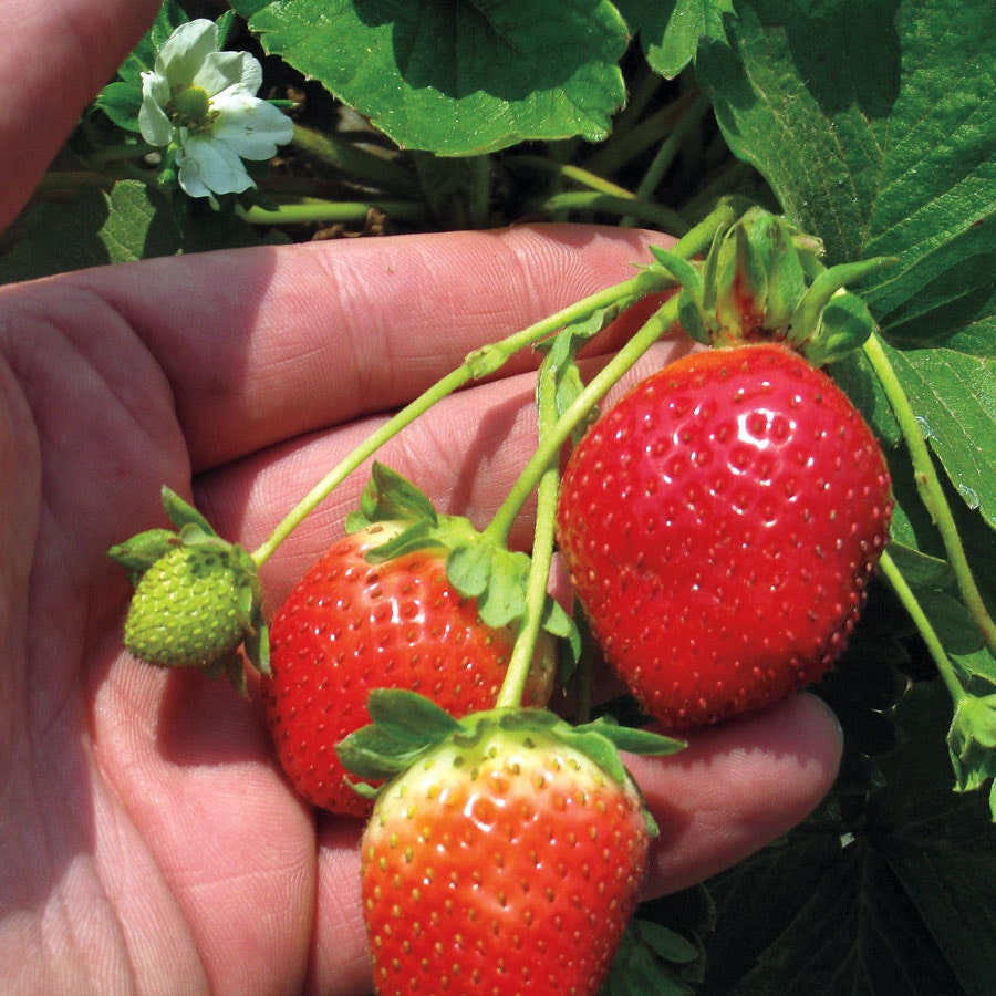 Fragaria 'Eclair' Strawberry