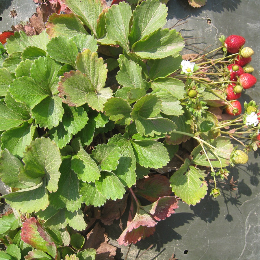 Fragaria 'Eclair' Strawberry