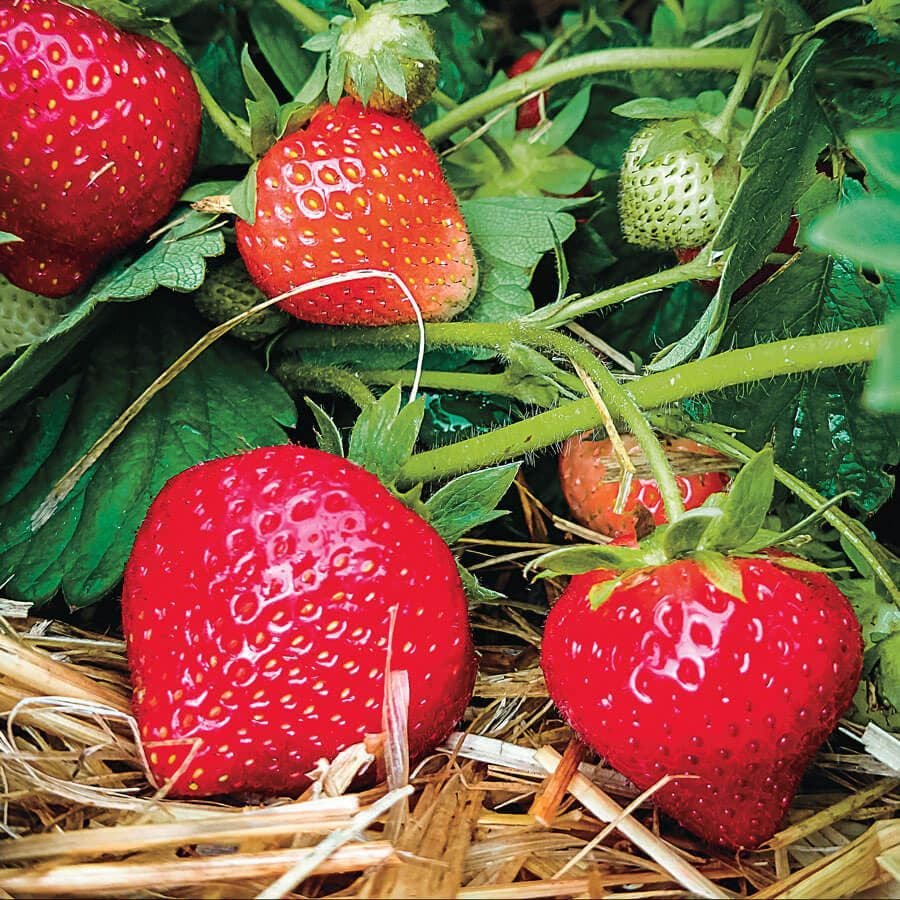 strawberry seeds green Strawberry 'Eclair' Fragaria Plants – Park Seed