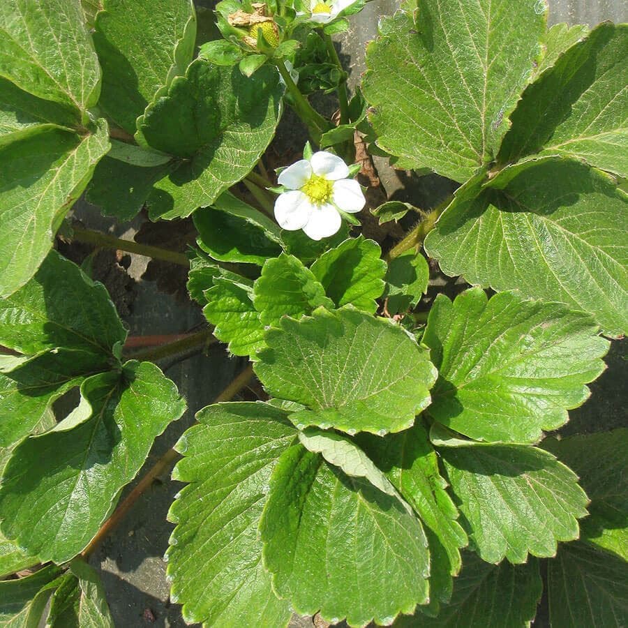 Fragaria 'Eclair' Strawberry