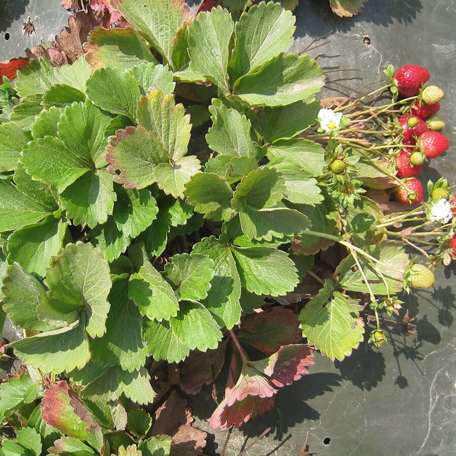 Fragaria 'Eclair' Strawberry