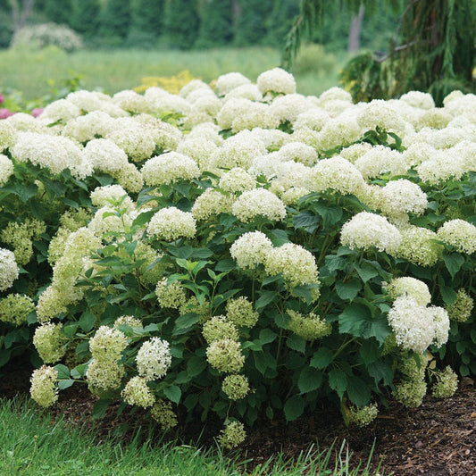 Hydrangea Invincibelle Limetta® Smooth Hydrangea