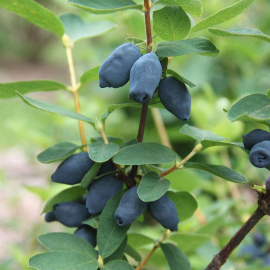 Yezberry® Honey Bunch™ Honeysuckle