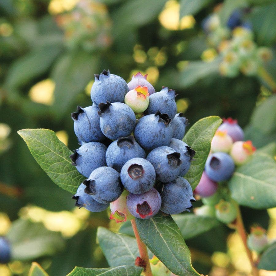 Bushel and Berry® Blueberry Perpetua